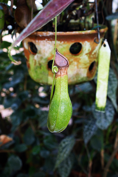 Deutschland: Botanischer Garten Sanssouci 2013