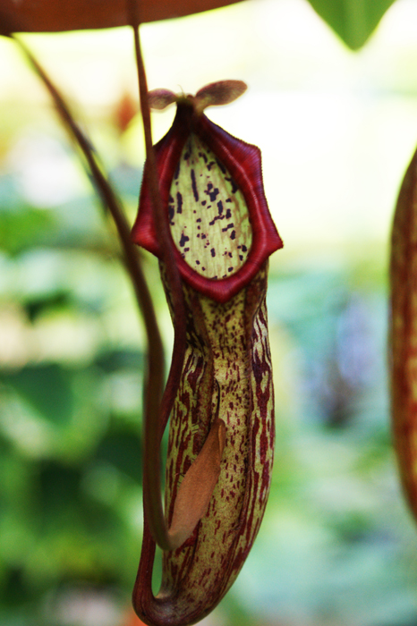 Deutschland: Botanischer Garten Sanssouci 2013