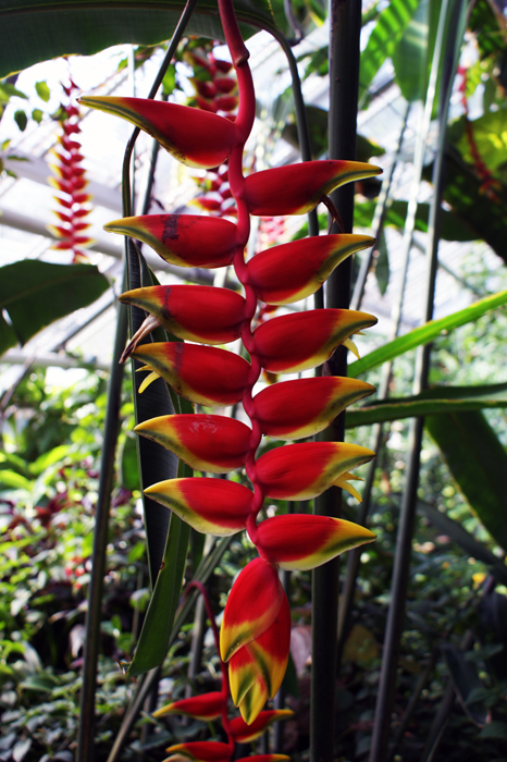 Deutschland: Botanischer Garten Sanssouci 2013