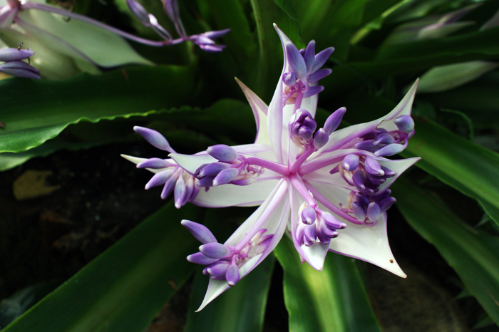 Deutschland: Botanischer Garten Sanssouci 2013