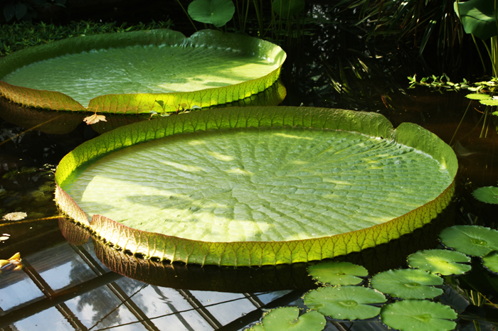 Deutschland: Botanischer Garten Sanssouci 2013