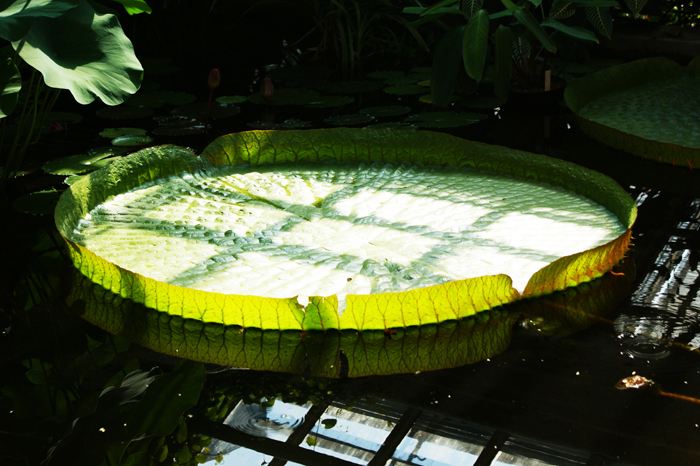 Deutschland: Botanischer Garten Sanssouci 2013