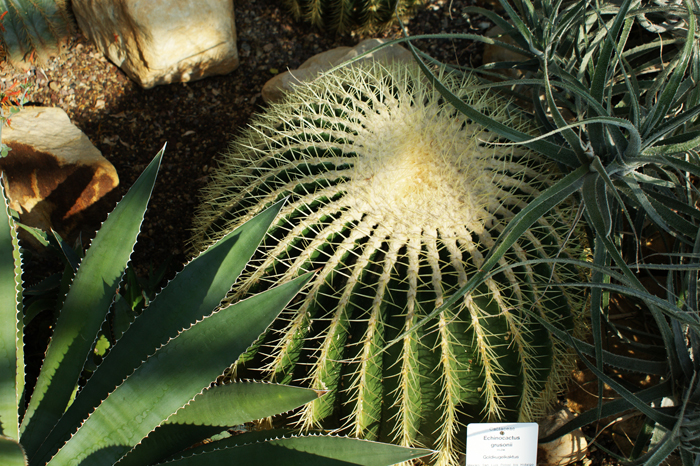 Deutschland: Botanischer Garten Sanssouci 2013