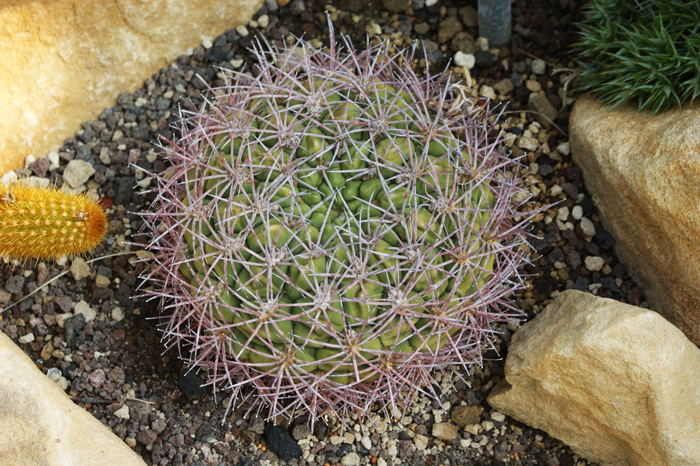 Deutschland: Botanischer Garten Sanssouci 2013