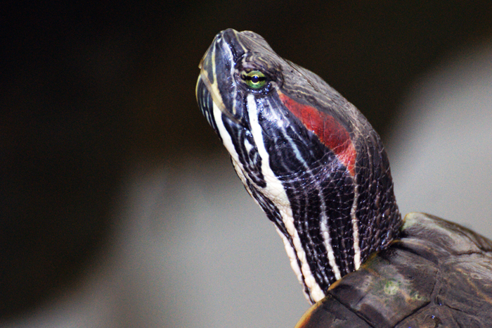 USA: San Francisco 2013