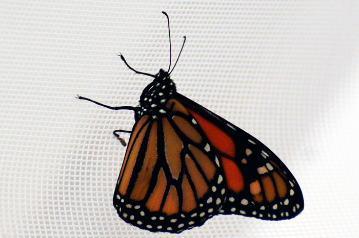 USA: San Francisco 2013