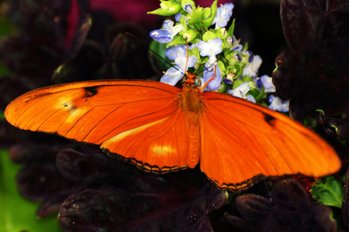 USA: San Francisco 2013