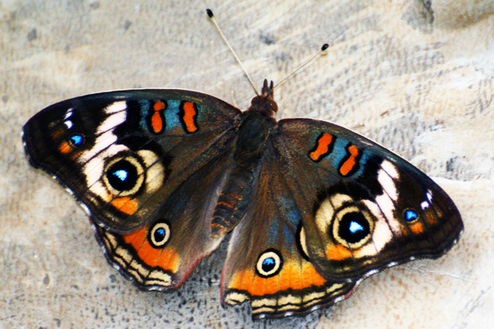 USA: San Francisco 2013