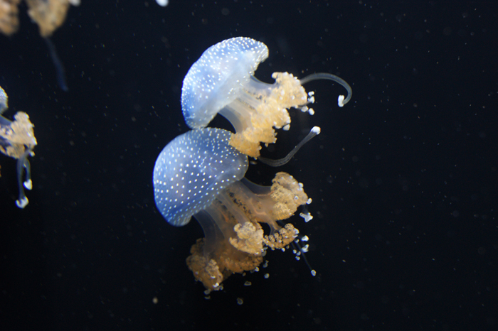 USA: San Francisco 2013