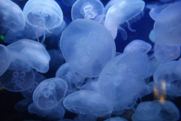 USA: San Francisco 2013