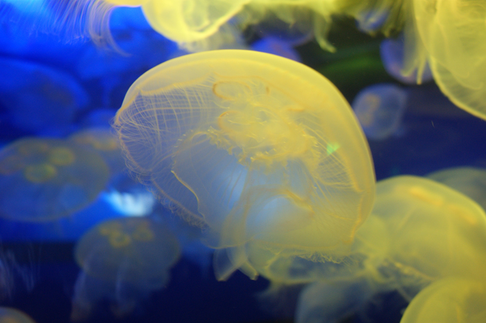 USA: San Francisco 2013