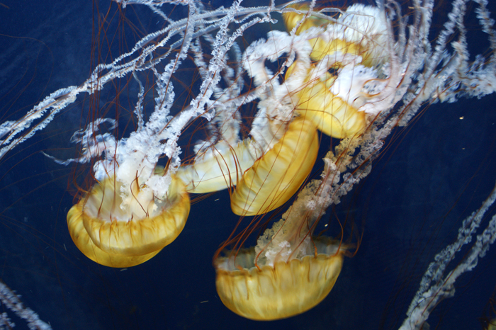 USA: San Francisco 2013