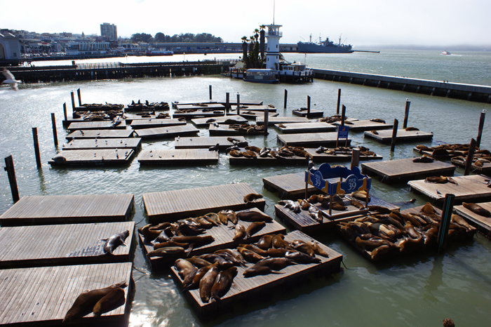 USA: San Francisco 2013