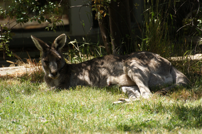 Australien: Die Farm 2014
