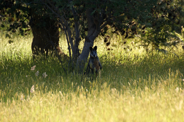 Australien: Die Farm 2014
