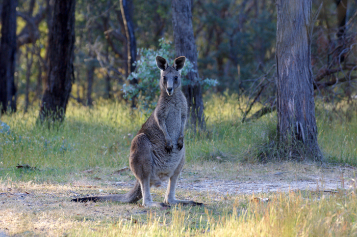 Australien: Die Farm 2014

