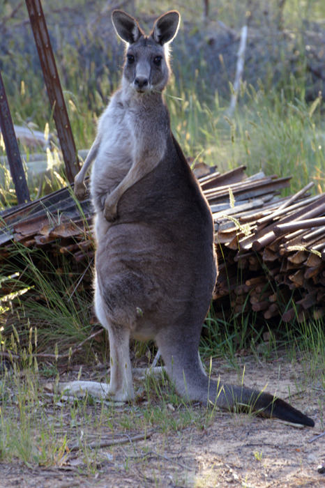Australien: Die Farm 2014
