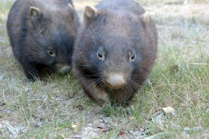 Australien: Die Farm 2014
