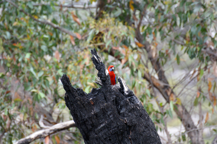 Australien: Grampians 2014