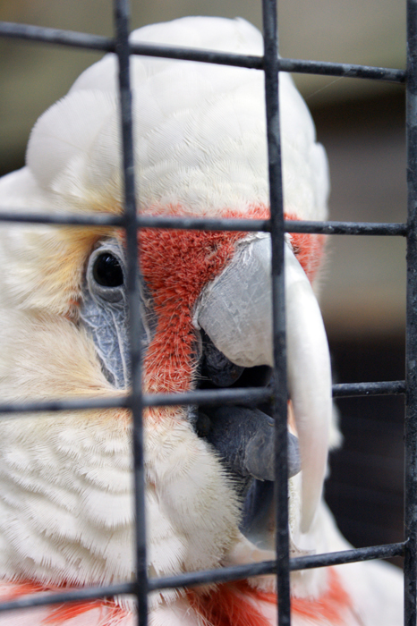 Australien: Tierparks 2014