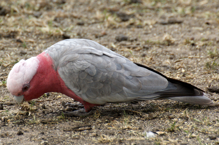 Australien: Tierparks 2014