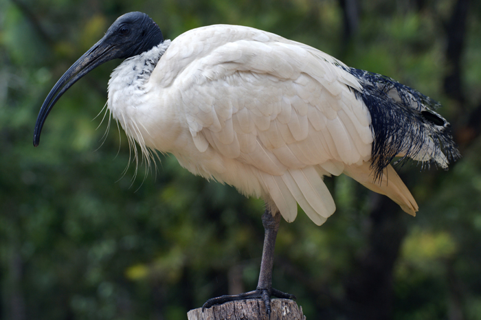 Australien: Tierparks 2014