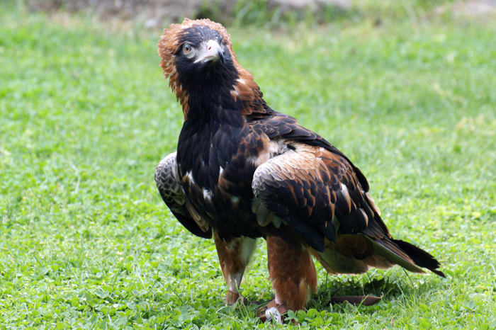Australien: Tierparks 2014