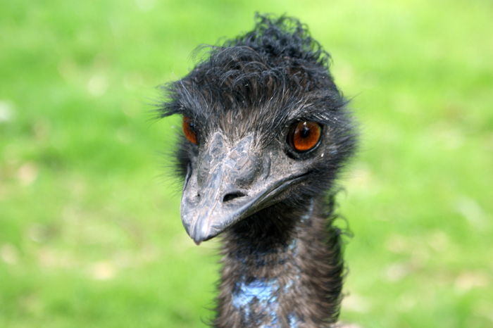 Australien: Tierparks 2014