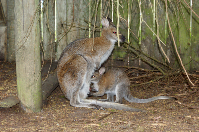 Australien: Tierparks 2014