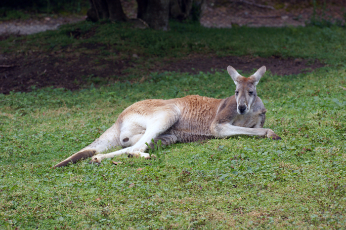 Australien: Tierparks 2014