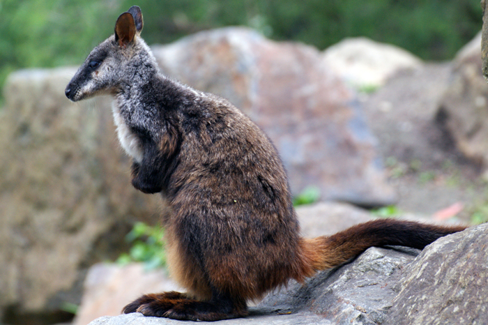 Australien: Tierparks 2014