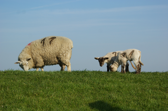 Deutschland: Nordsee 2014