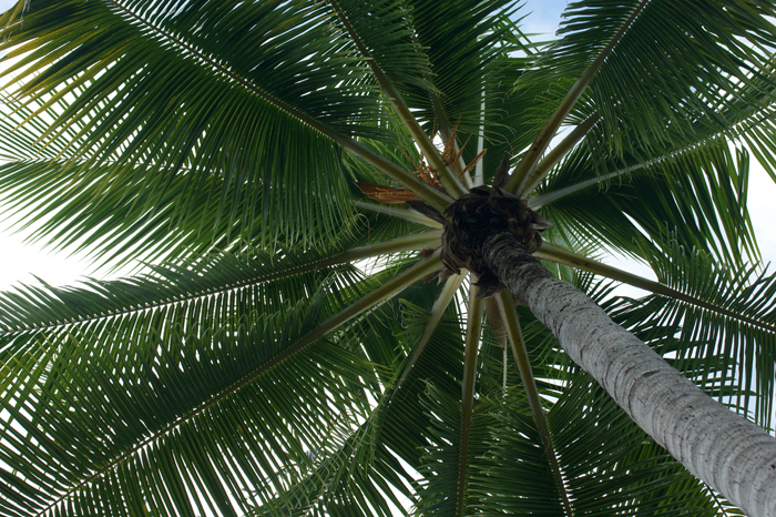 Französisch Polynesien: Bora Bora Pearl Beach Resort 2014
