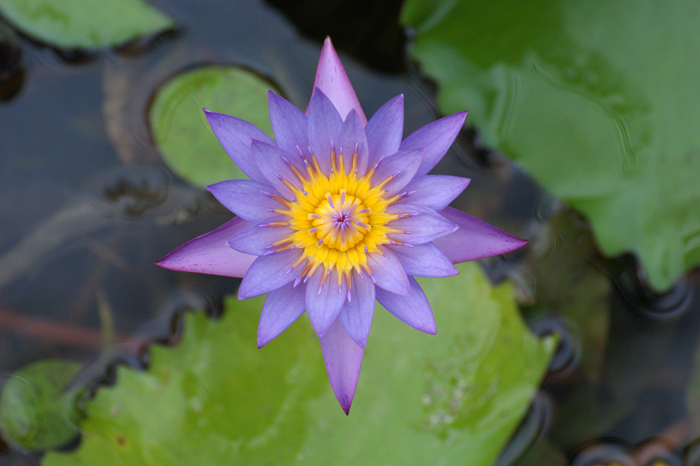 Französisch Polynesien: Bora Bora Pearl Beach Resort 2014
