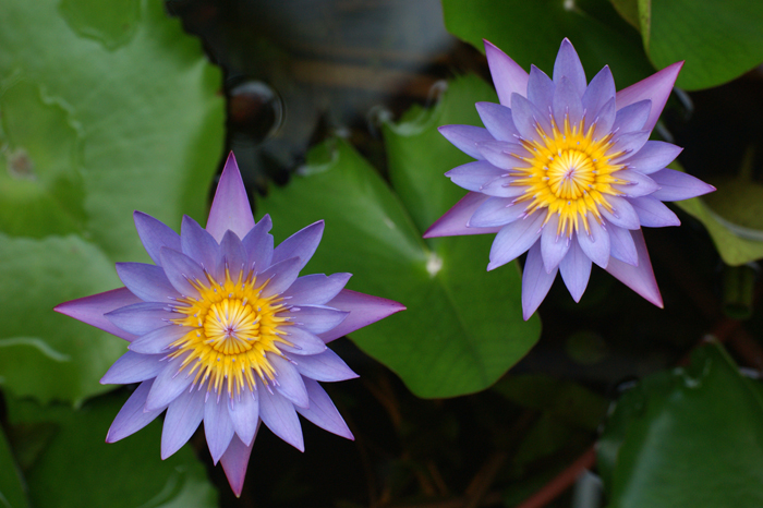 Französisch Polynesien: Bora Bora Pearl Beach Resort 2014
