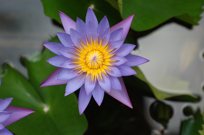 Französisch Polynesien: Bora Bora Pearl Beach Resort 2014
