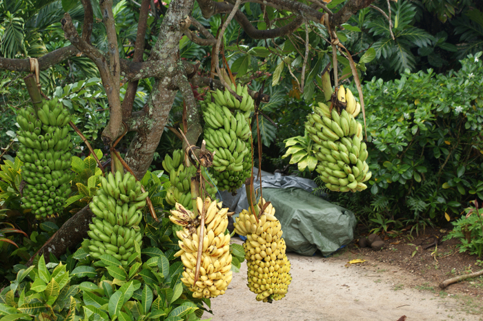 Französisch Polynesien: Bora Bora Safari 2014
