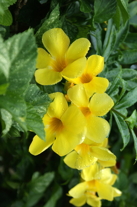 Französisch Polynesien: Bora Bora Safari 2014
