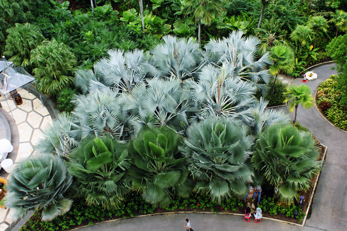 Singapur: Garden by the Bay 2014
