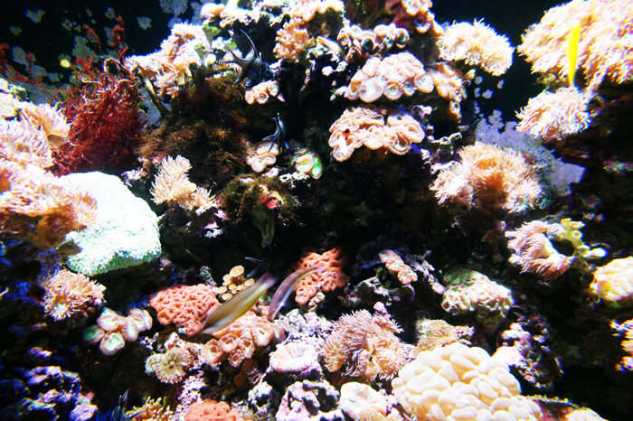 Singapur: Sentosa Island 2014
