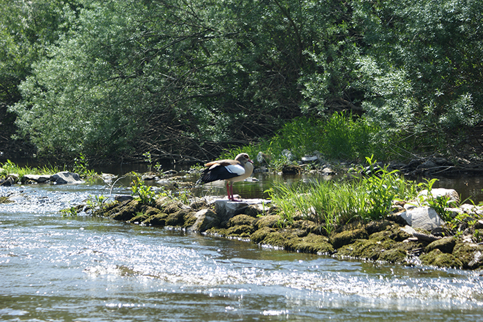 Kanutour auf der Lahn