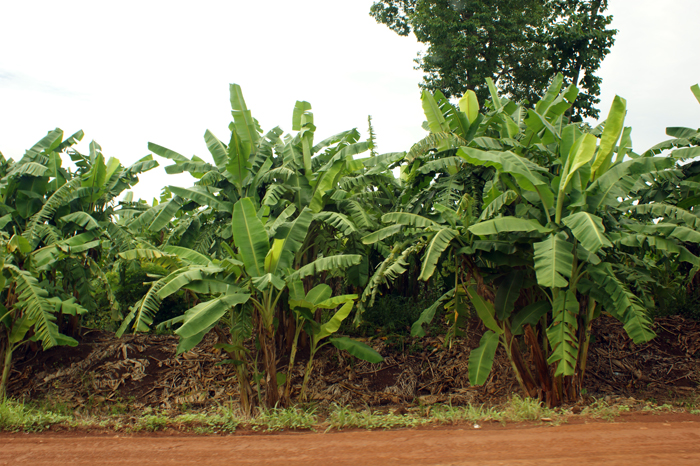 Tbeng Meanchey