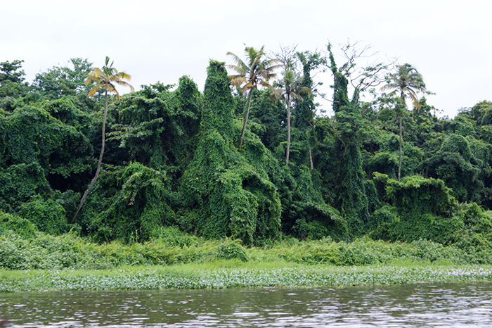 Indien: Kerala, Backwaters