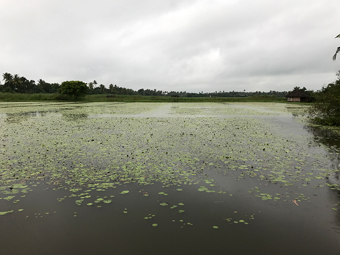 Indien: Kerala, Backwaters