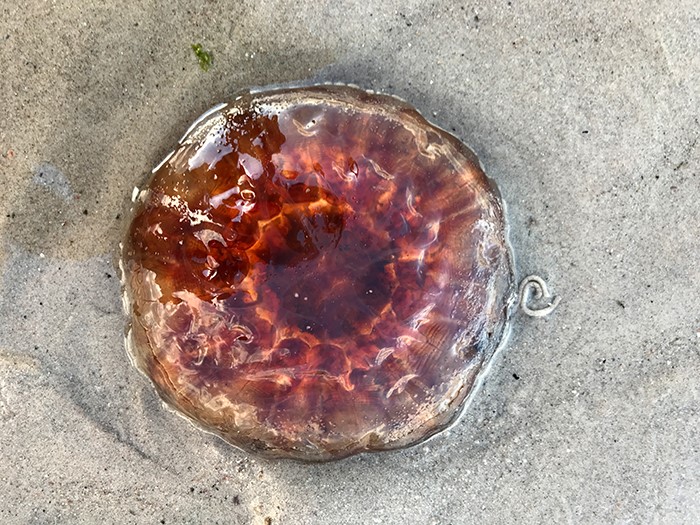 Schottland. Von Aberdeen über Inverness (Loch Ness) in die Highlands