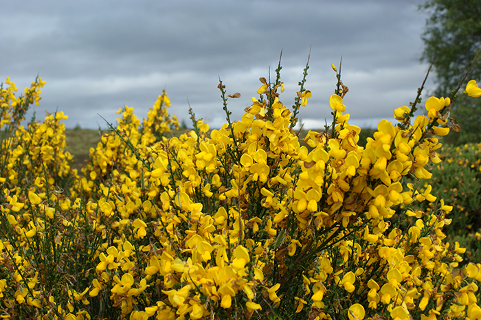 Schottland. Von Aberdeen über Inverness (Loch Ness) in die Highlands