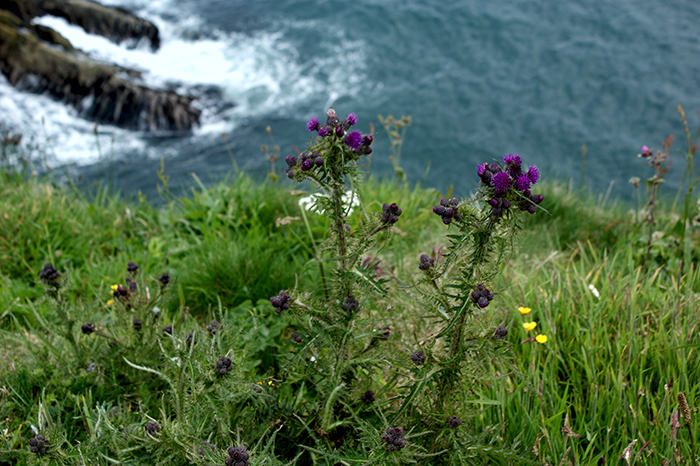 Schottland. Von Aberdeen über Inverness (Loch Ness) in die Highlands