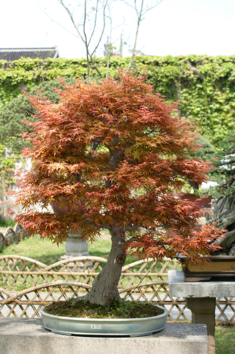 China, Suzhou: Lion Forest und Humble Administrators Garden