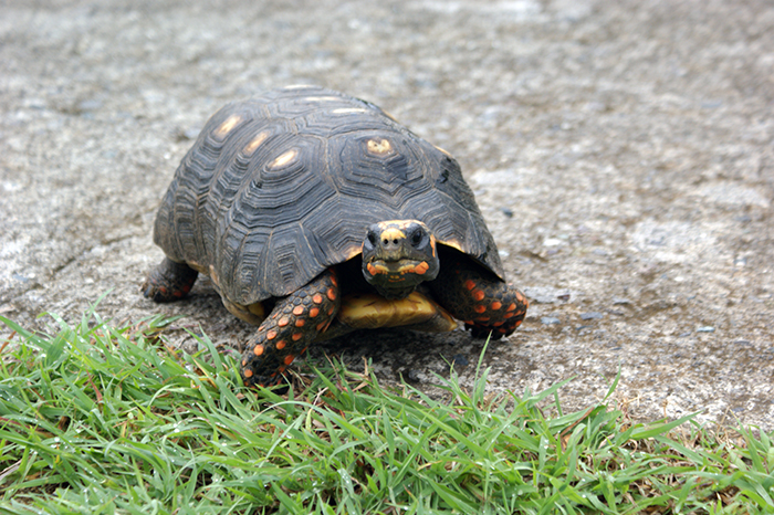 Französisch Westindien: Saint Barthélémy
