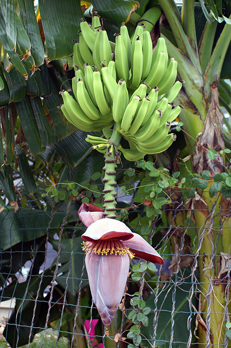 Französisch Westindien: Saint Barthélémy